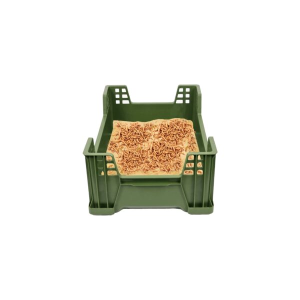 Best container for raising mealworms